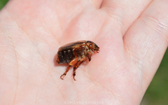 Amphimallon solstitiale