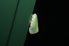 Ormenaria rufifascia