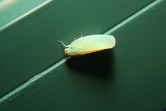 Ormenaria rufifascia