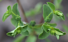 Euphorbia spathulata