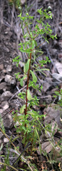 Euphorbia spathulata