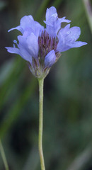 Gilia achilleifolia