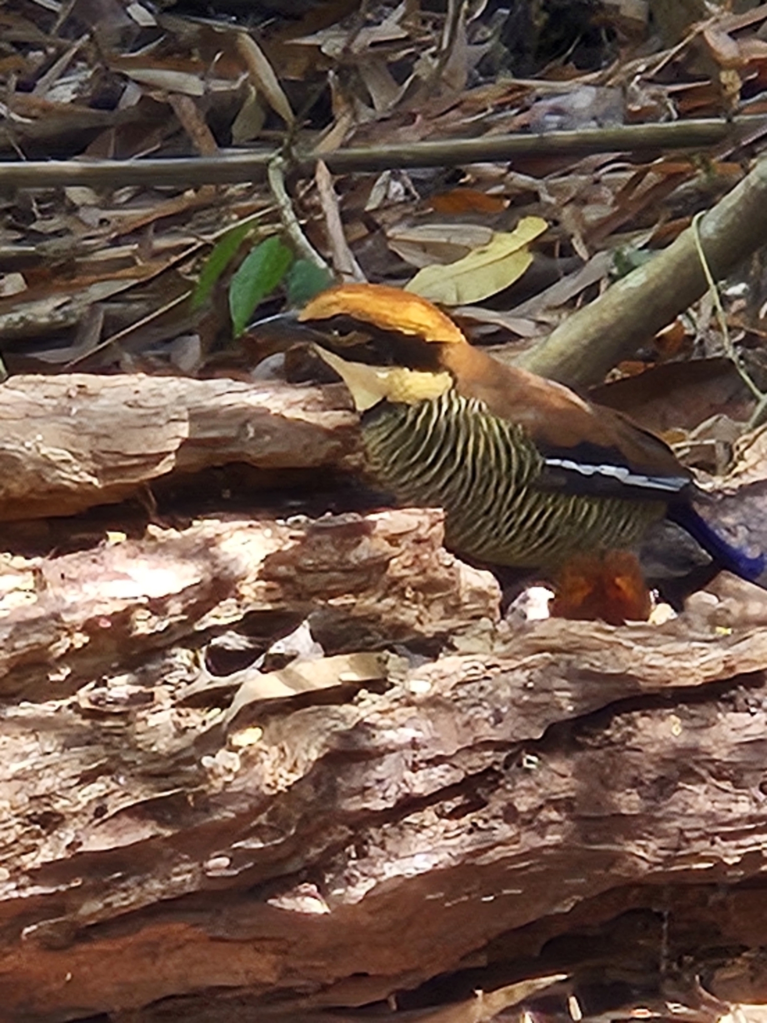 Javan Banded Pitta