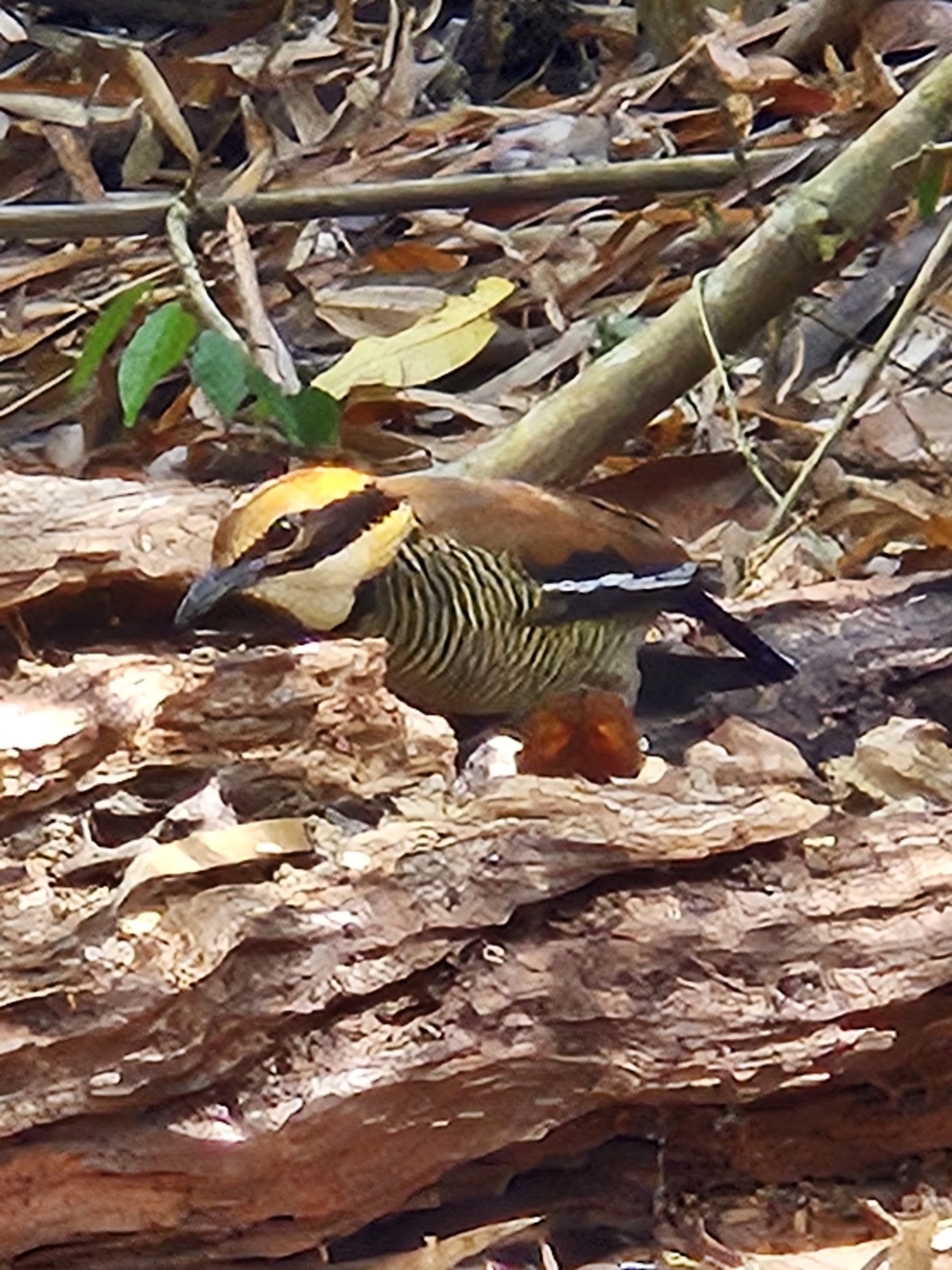 Javan Banded Pitta