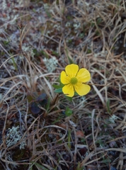 Ranunculus nivalis