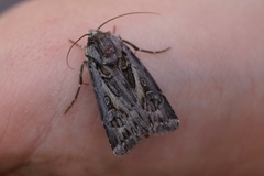Agrotis vestigialis