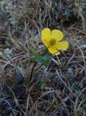 Ranunculus nivalis