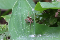 Pisaurina brevipes