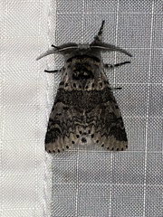 Furcula occidentalis