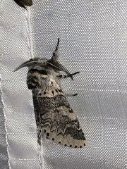 Furcula occidentalis