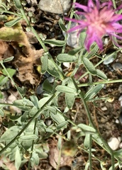 Centaurea paniculata