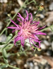 Centaurea paniculata
