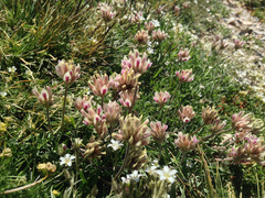 Trifolium dasyphyllum