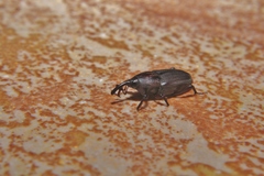 Sphenophorus venatus