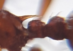 Myrmica ruginodis