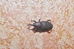 Sphenophorus venatus