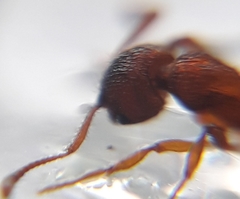 Myrmica ruginodis