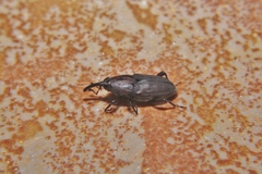 Sphenophorus venatus