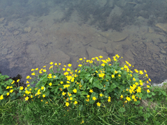 Caltha palustris palustris