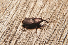 Sphenophorus venatus