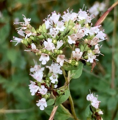 Origanum