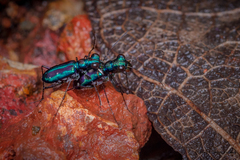 Jansenia azureocincta