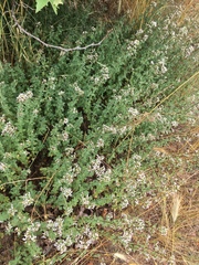 Origanum