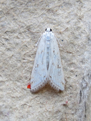 Parapoynx allionealis