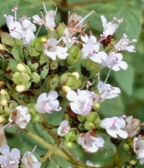 Origanum