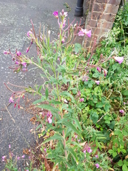 Epilobium hirsutum