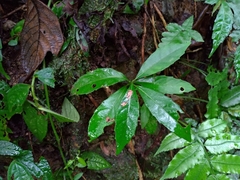 Maesa japonica