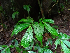 Elatostema platyphyllum