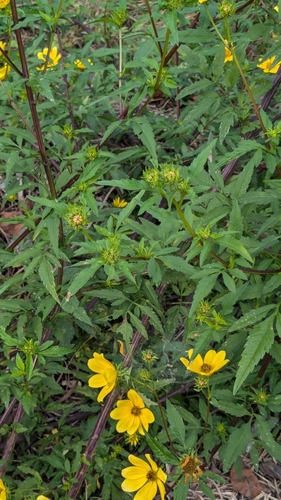 Image of Bidens aristosa by no rights reserved