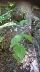 Veronica urticifolia