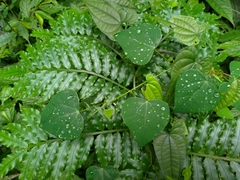 Pericampylus glaucus