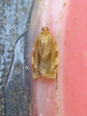 Choristoneura fractivittana