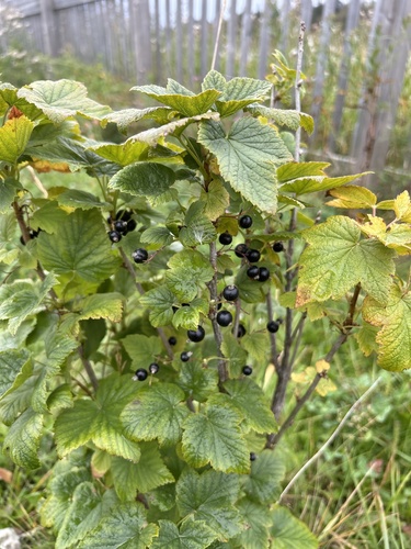Image of Hudson Bay currant by (c) Henrique Pacheco, some rights reserved (CC BY)