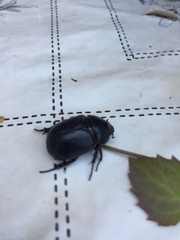 Pentodon bidens punctatus