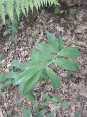 Polygonatum multiflorum