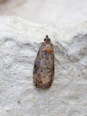 Endothenia