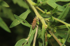 Lixus scrobicollis
