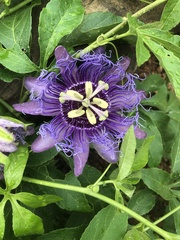 Passiflora