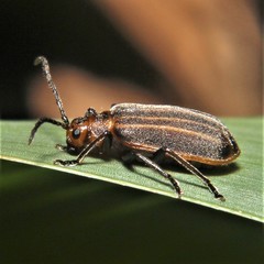 Neolochmaea dilatipennis