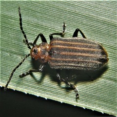 Neolochmaea dilatipennis