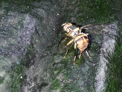 Bactrocera