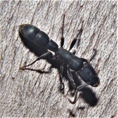 Platythyrea punctata