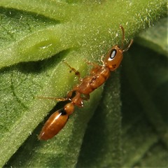 Pseudomyrmex simplex