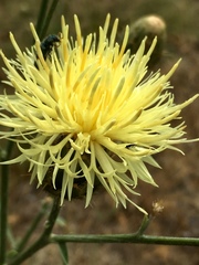 Centaurea macedonica