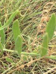 Centaurea macedonica