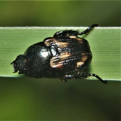Strigoderma pygmaea